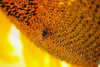 Close-up of bee on yellow flower