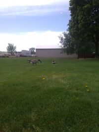 Scenic view of grassy field against sky