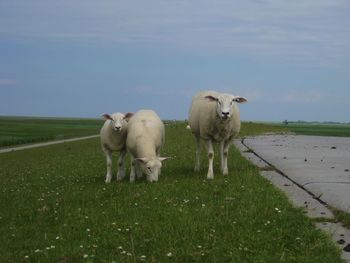 Sheep in a field