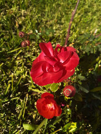 Close-up of red flower