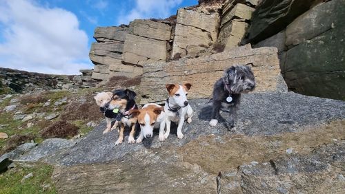 Dogs on rock