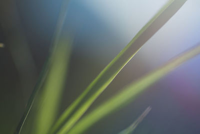 Close-up of plant