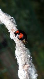 Close-up of ladybug on plant