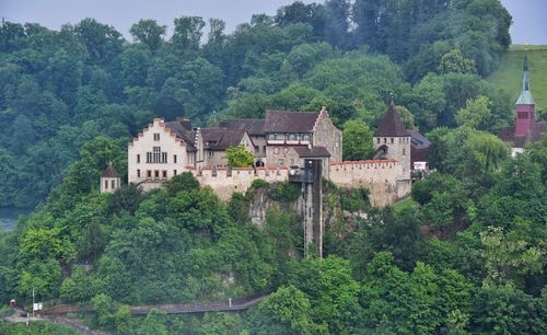 Trees and buildings in forest