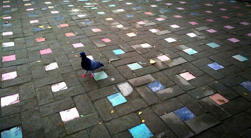 High angle view of woman on cobblestone