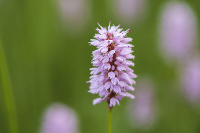 Close-up of purple flowering plant