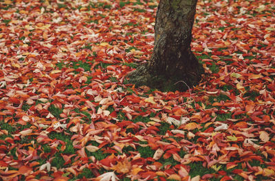 Close-up of autumn tree