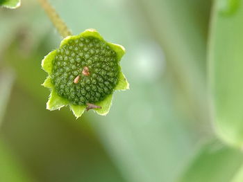 Close-up of flower bud