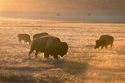 Buffaloes in a field at sunset