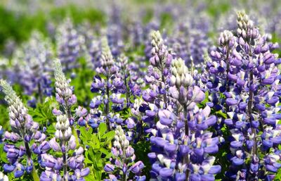 Close-up of purple flowering plants on field