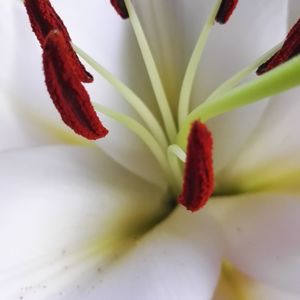 Close-up of flower