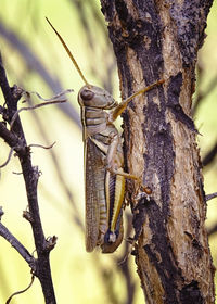 Close-up of butterfly on tree trunk