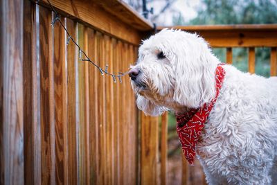 Dog looking away