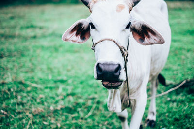 Portrait of cow on field