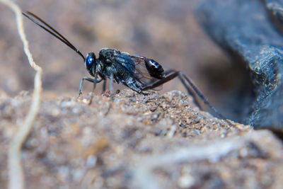 Close-up of fly on rock