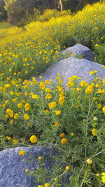 Close-up of yellow flowers blooming in field