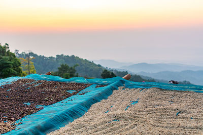 View of food drying on land during sunset