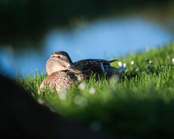 Close-up of grass on grassy field