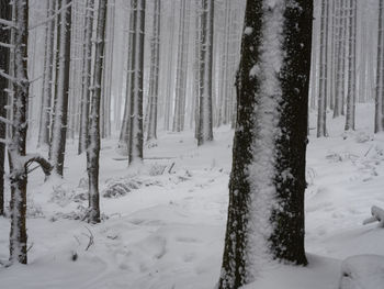 Trees on snow covered field