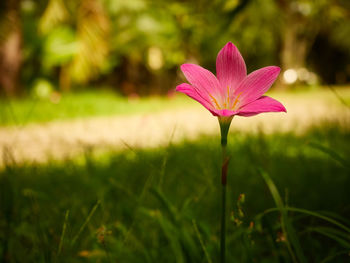 Close-up of pink flowering plant on field