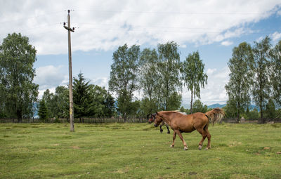 Horse on field against sky