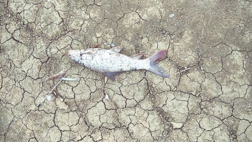 High angle view of dead fish on sand