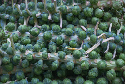 Close-up of fruits