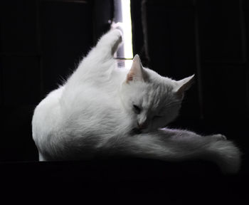 Close-up of a cat sleeping