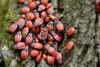 Close-up of fungus growing on tree trunk