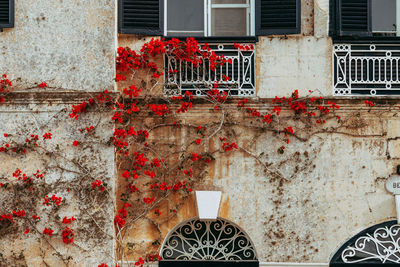 Ivy growing on wall of old building