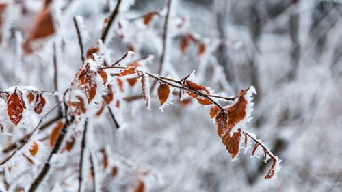 Close-up of frozen tree during winter