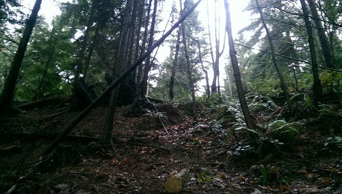 Trees in forest