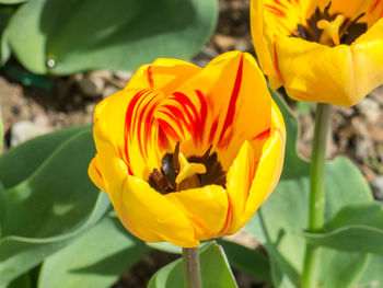 Close-up of bee on yellow flower