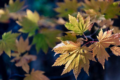 Close-up of autumnal leaves