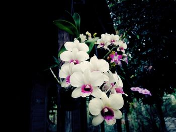 Close-up of flowers blooming at night