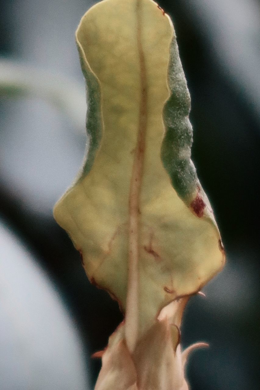 CLOSE-UP OF WILTED ROSE BUD OUTDOORS