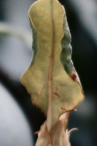 Close-up of wilted rose