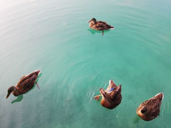 High angle view of duck swimming in lake