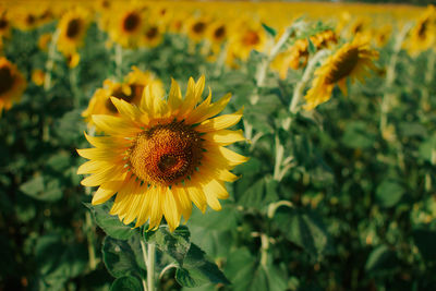 Close-up of bee on sunflower