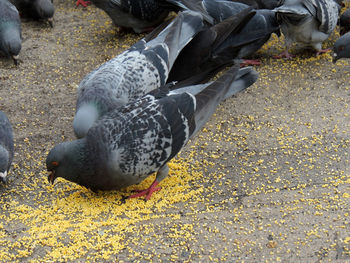 Close-up of birds