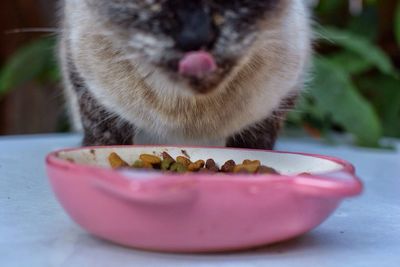 Close-up of cat by bowl with food