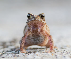 Close-up portrait of a frog