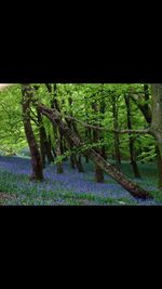 Trees on field