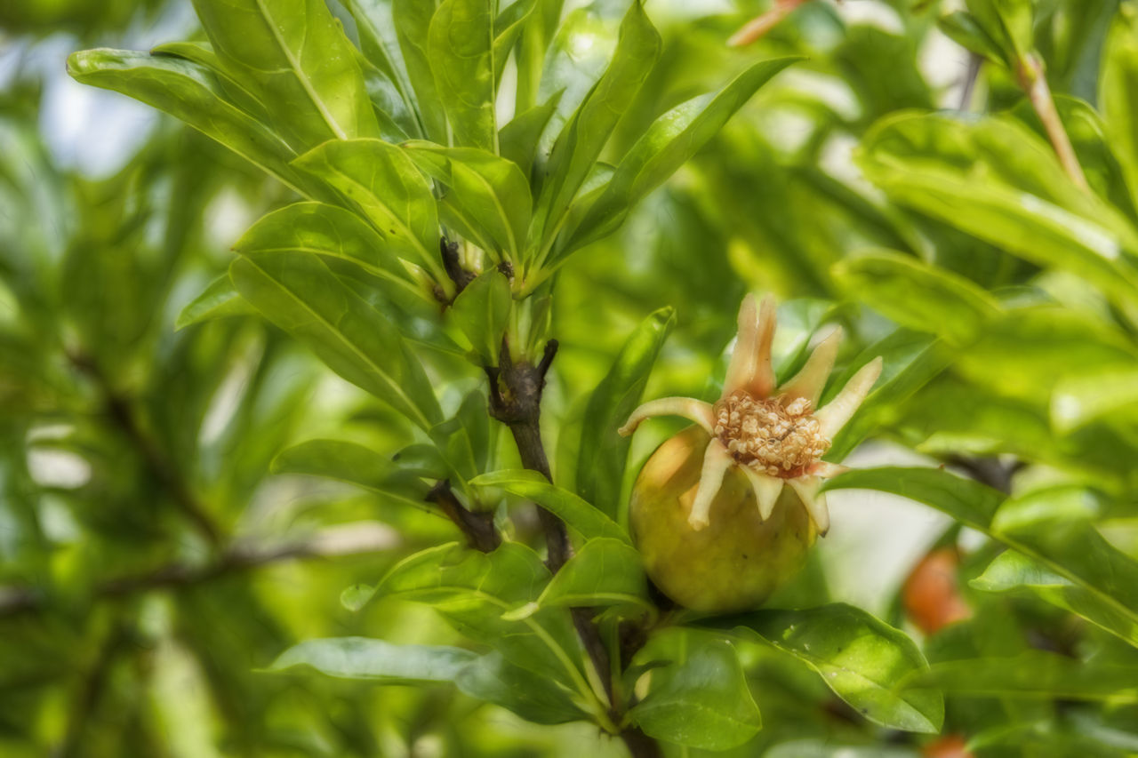 CLOSE-UP OF PLANT