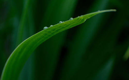 Close-up of wet leaf