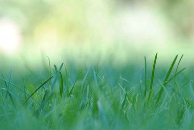 Close-up of grass growing on field