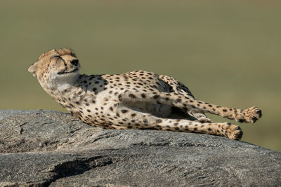 Close-up of cheetah sleeping on rock