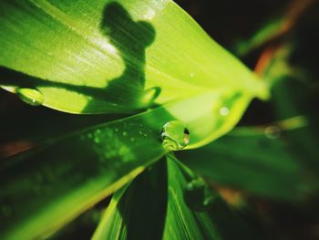 Close-up of green leaves with dew drops