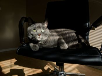 Portrait of cat relaxing on chair at home