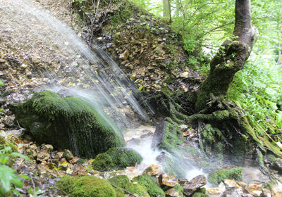 Scenic view of waterfall in forest